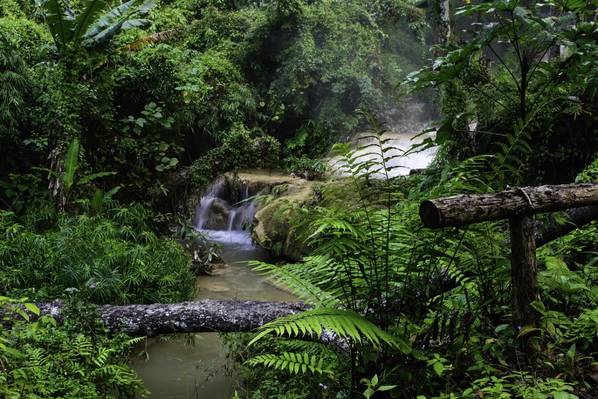 forest-waterfall-3098200_1280.jpg